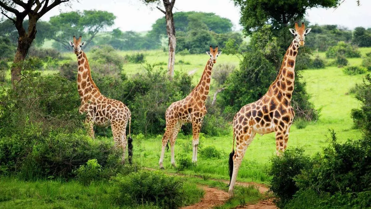 Giraffes in Lake Mburo National Park Uganda