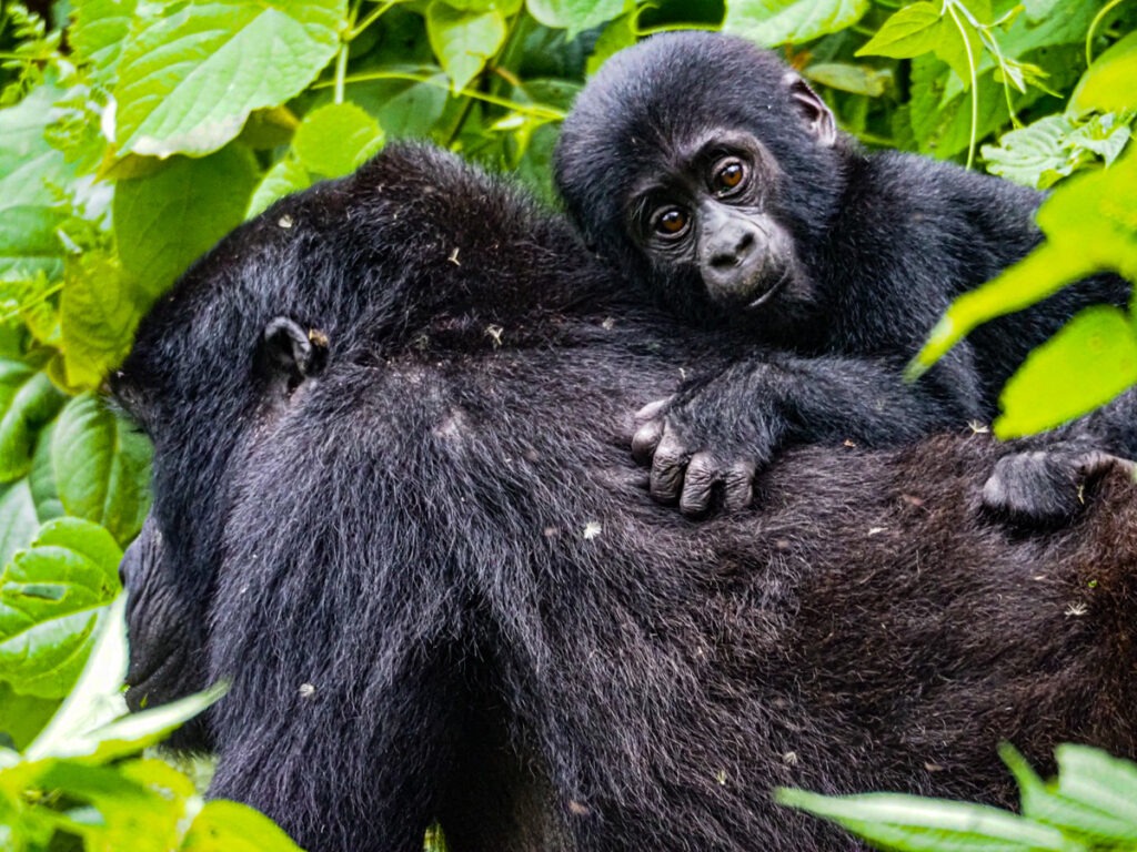 Gorilla and its baby at the back