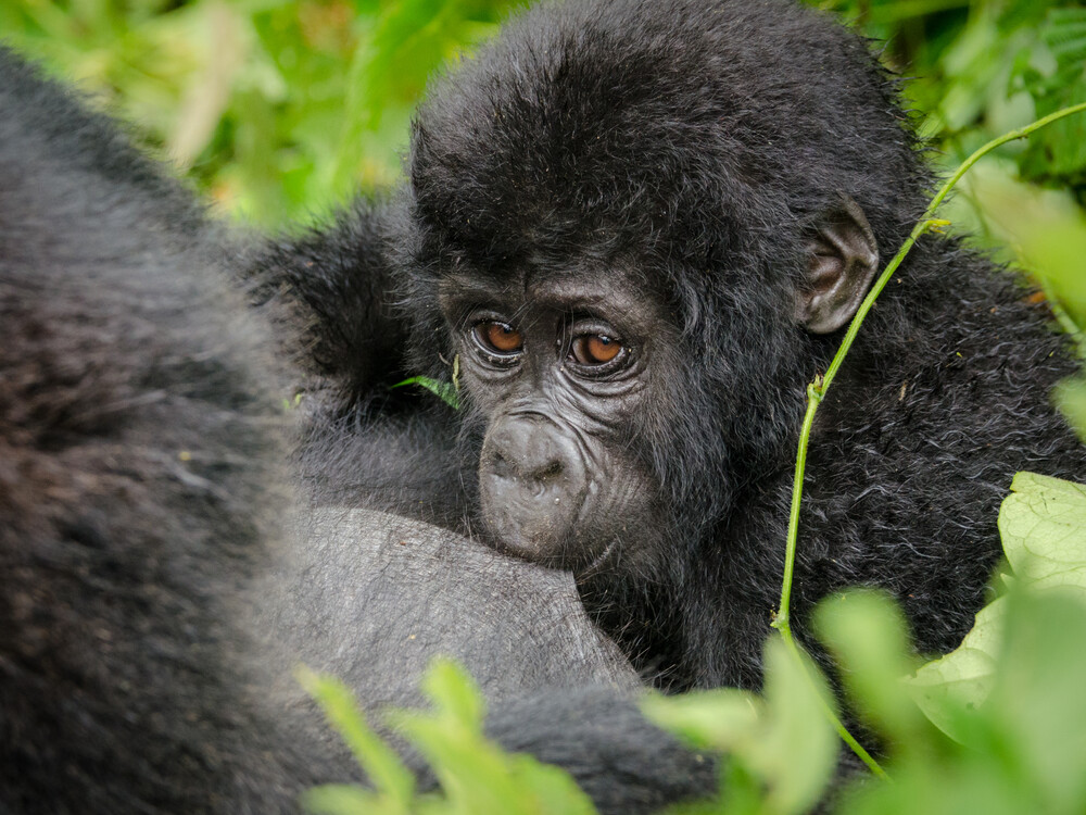 Baby gorilla breastfeeding from mother
