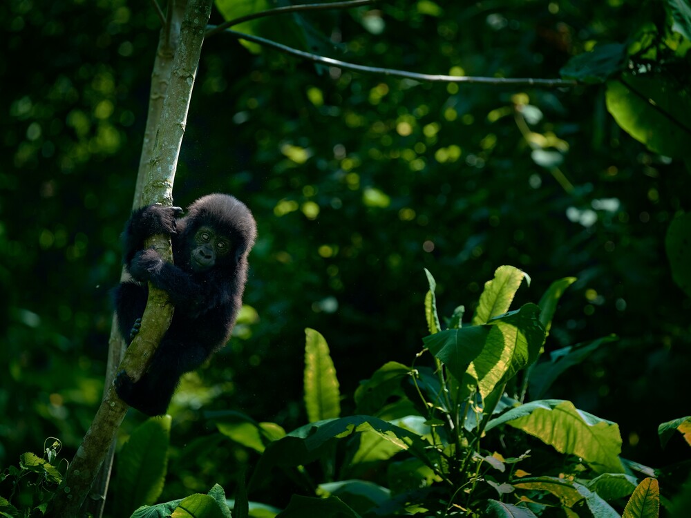 Baby gorilla climbing a tree