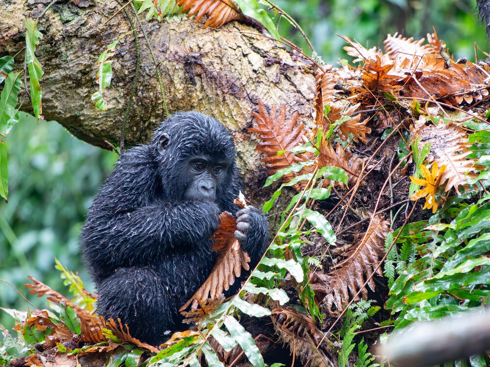 Baby gorilla in forest