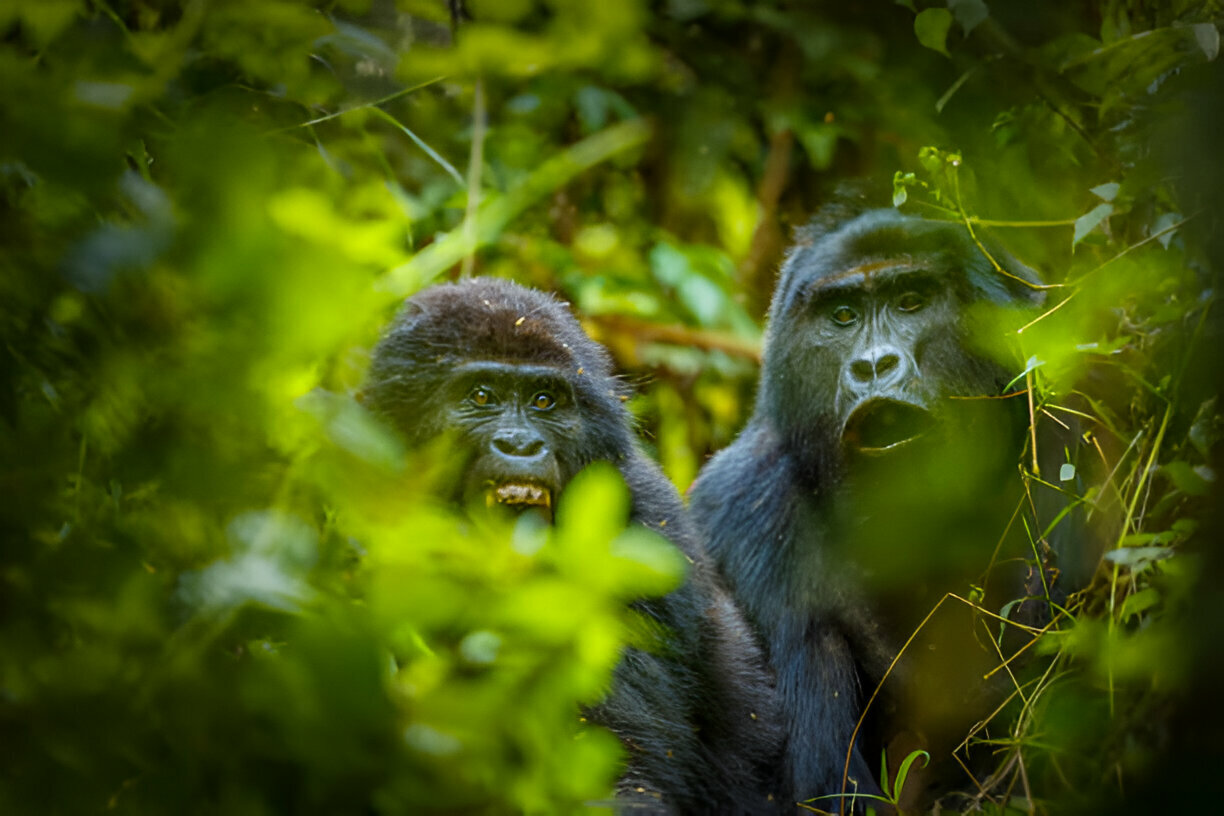 Couple enjoying a romantic gorilla trekking safari experience