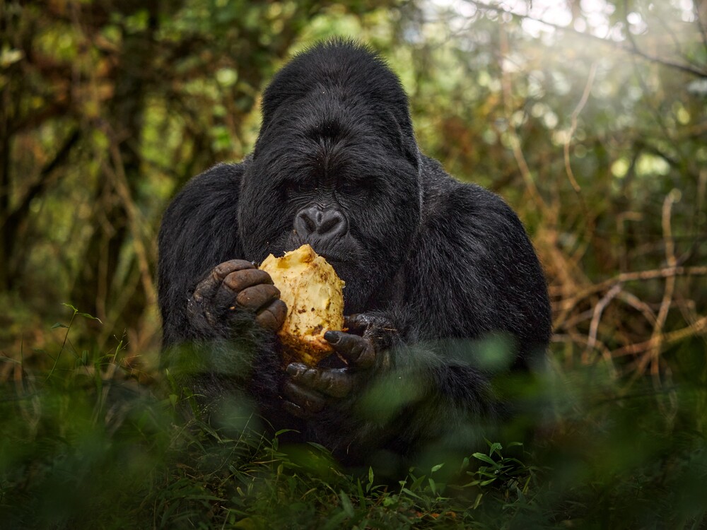 Mountain gorilla feeding in the forest during Uganda safari