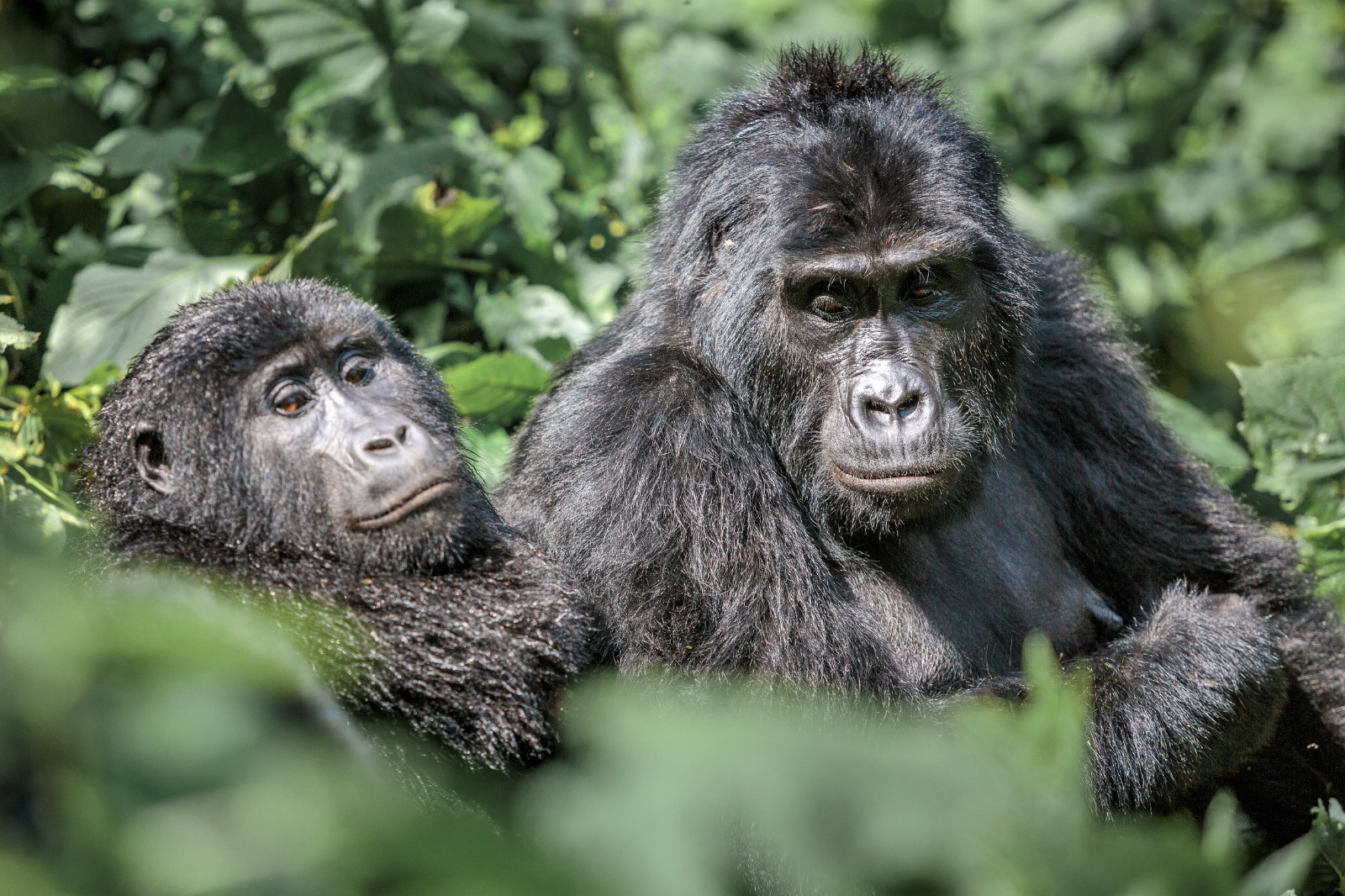 Mountain gorilla family