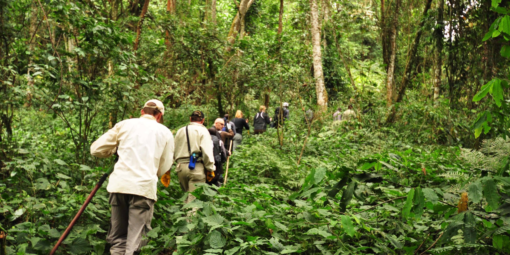 In addition to its iconic primate population, Kibale National Park is home to a diverse range of mammals that inhabit its tropical rainforest ecosystem. While chimpanzees are the park's most famous residents, Kibale also offers a chance to see a variety of other mammals, making it an exciting destination for safari-goers looking to spot a range of species.