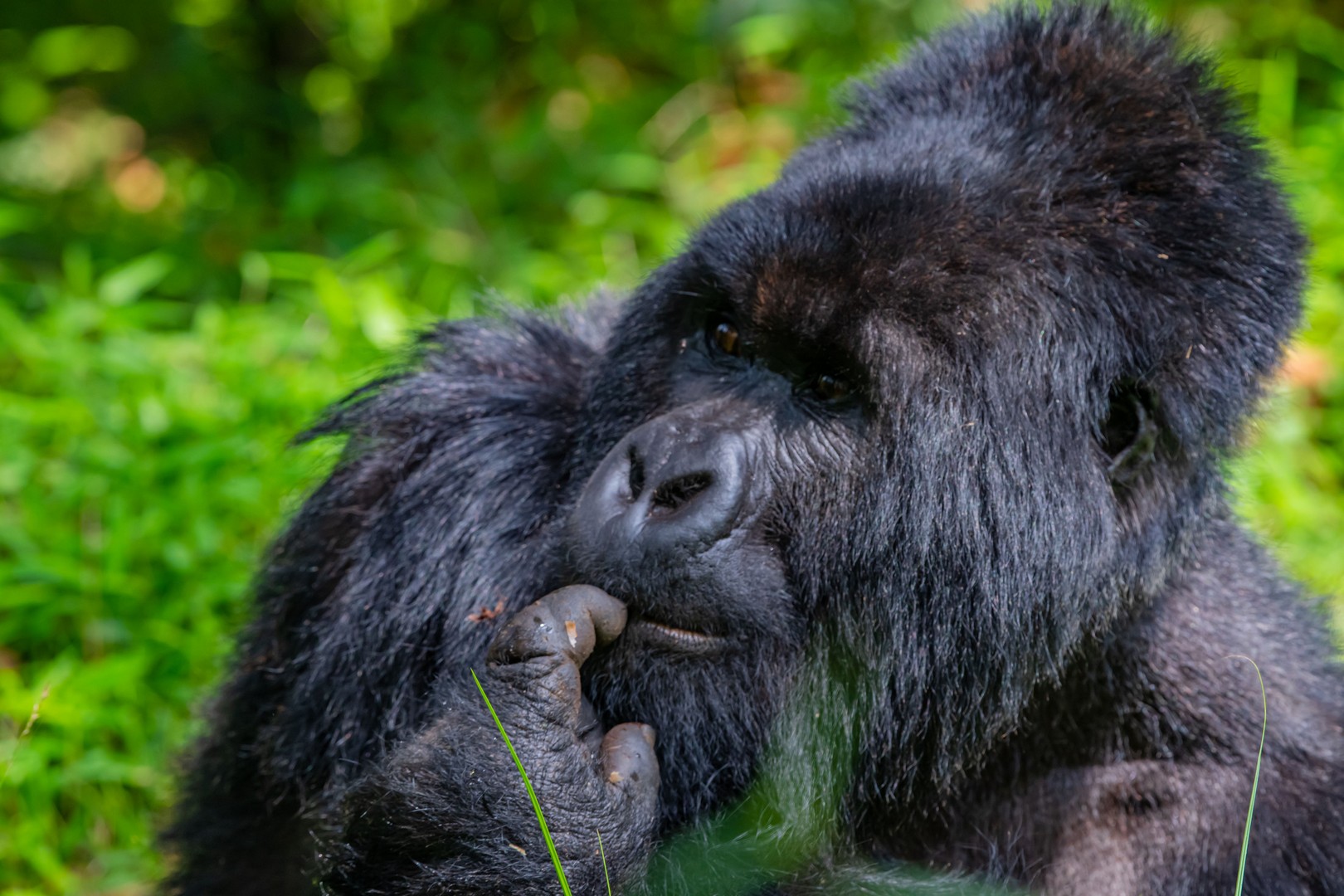 Mountain gorilla encounter during Uganda gorilla trekking safari