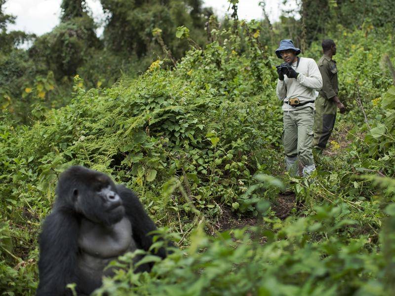 Gorilla trekking experience in Bwindi