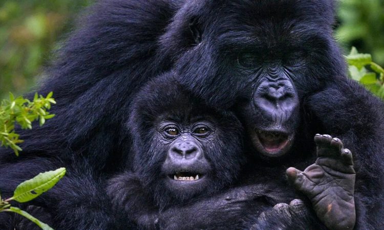 Gorilla trekking in Uganda and Rwanda