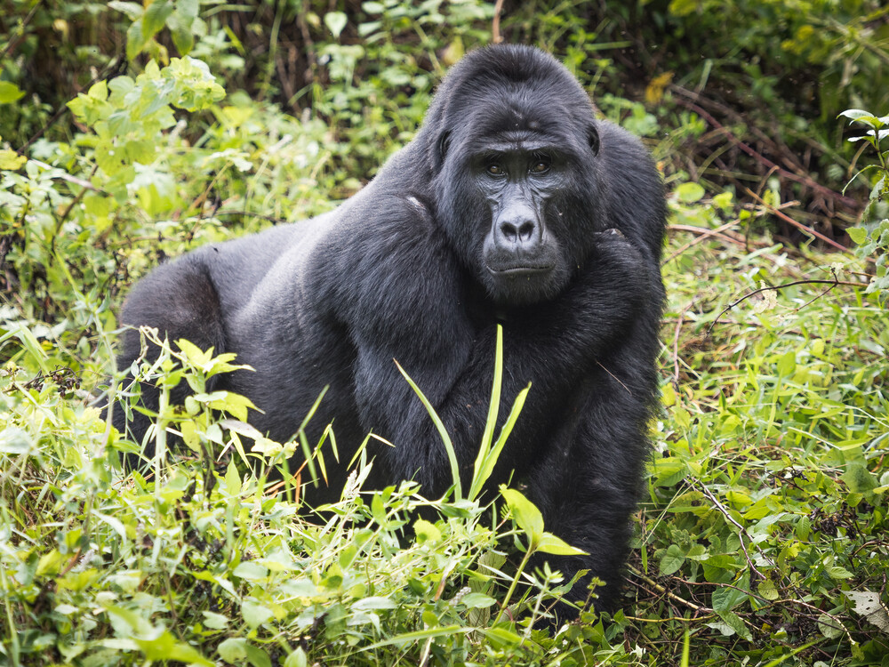 Mountain gorillas in front view