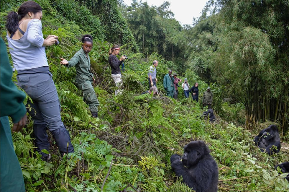 Group gorilla trekking experience
