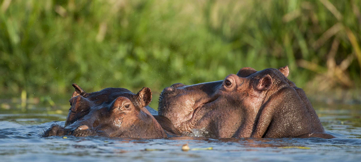 The River Nile supports one of the richest wildlife ecosystems in Uganda. Animals depend on the water for survival, making the surrounding areas excellent for safari experiences.
