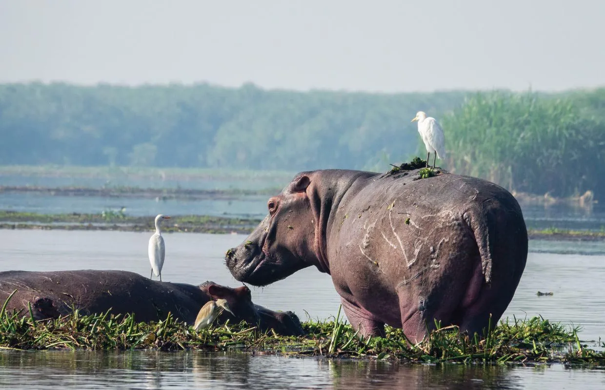 Hippo at Murchison Falls NP