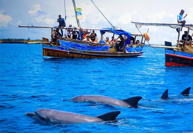 Dolphin and whale watching at Kisite Mpunguti Marine National Park