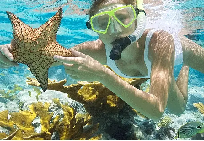 Starfish at Kisite Mpunguti Marine Park Kenya