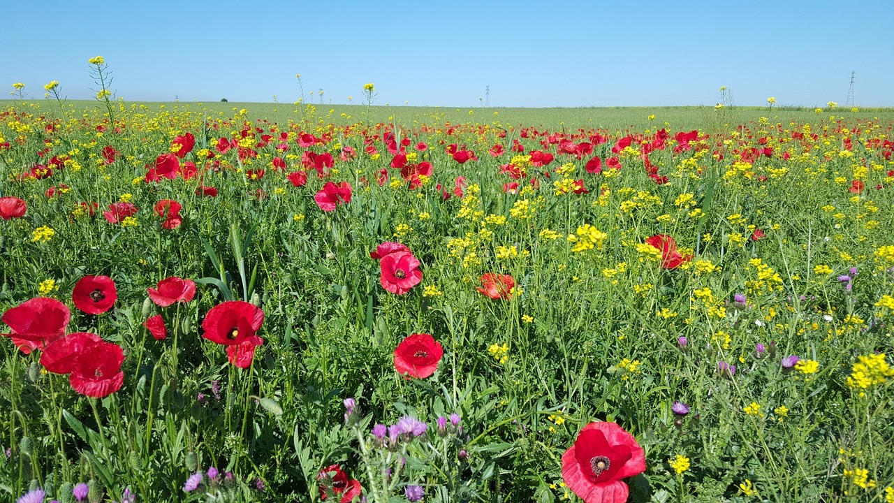 Red and yellow flowers at Kitulo National Park