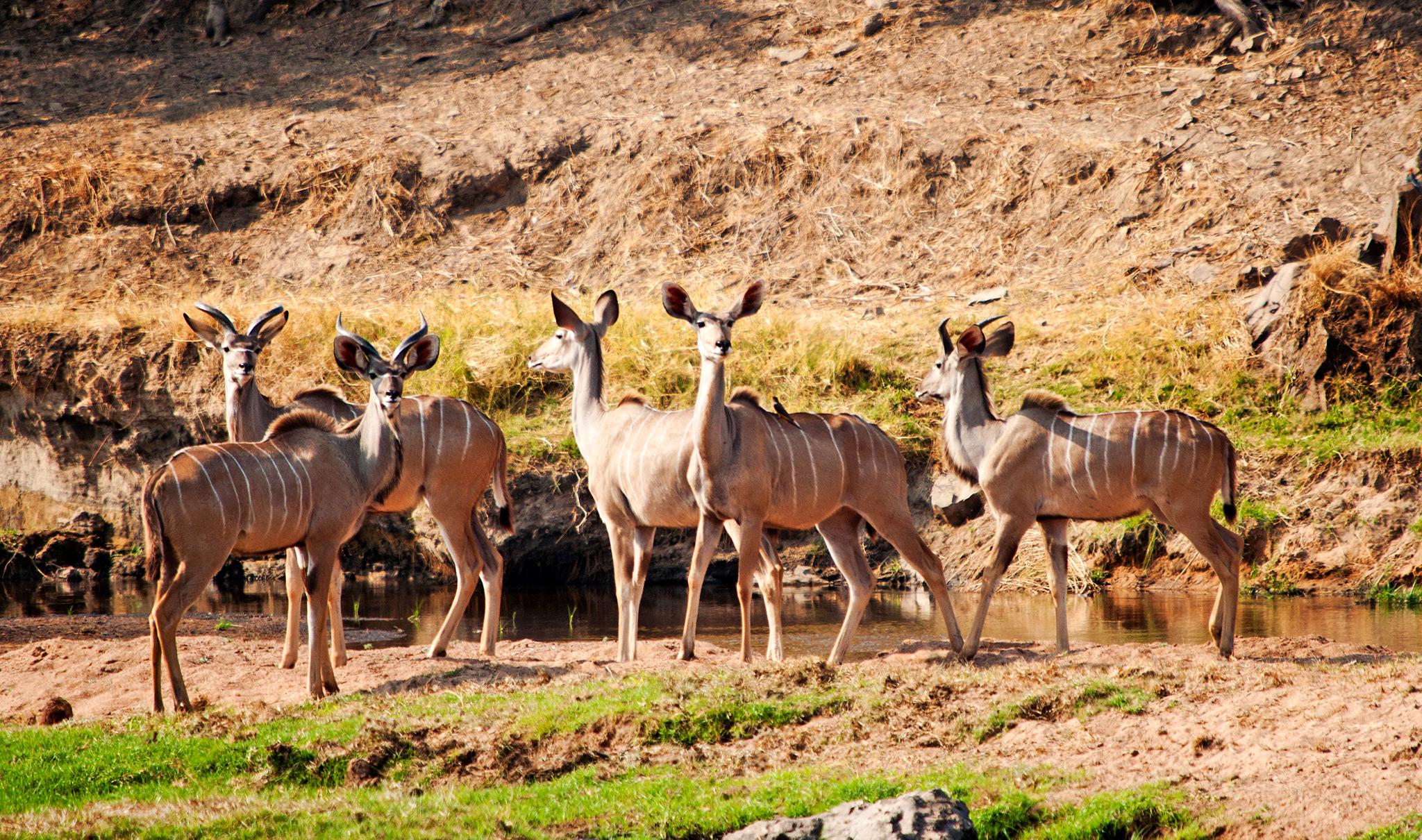 Kudus in Ruaha