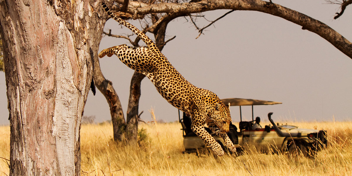 Leopard jumping off from a tree during a game drive at Akagera
