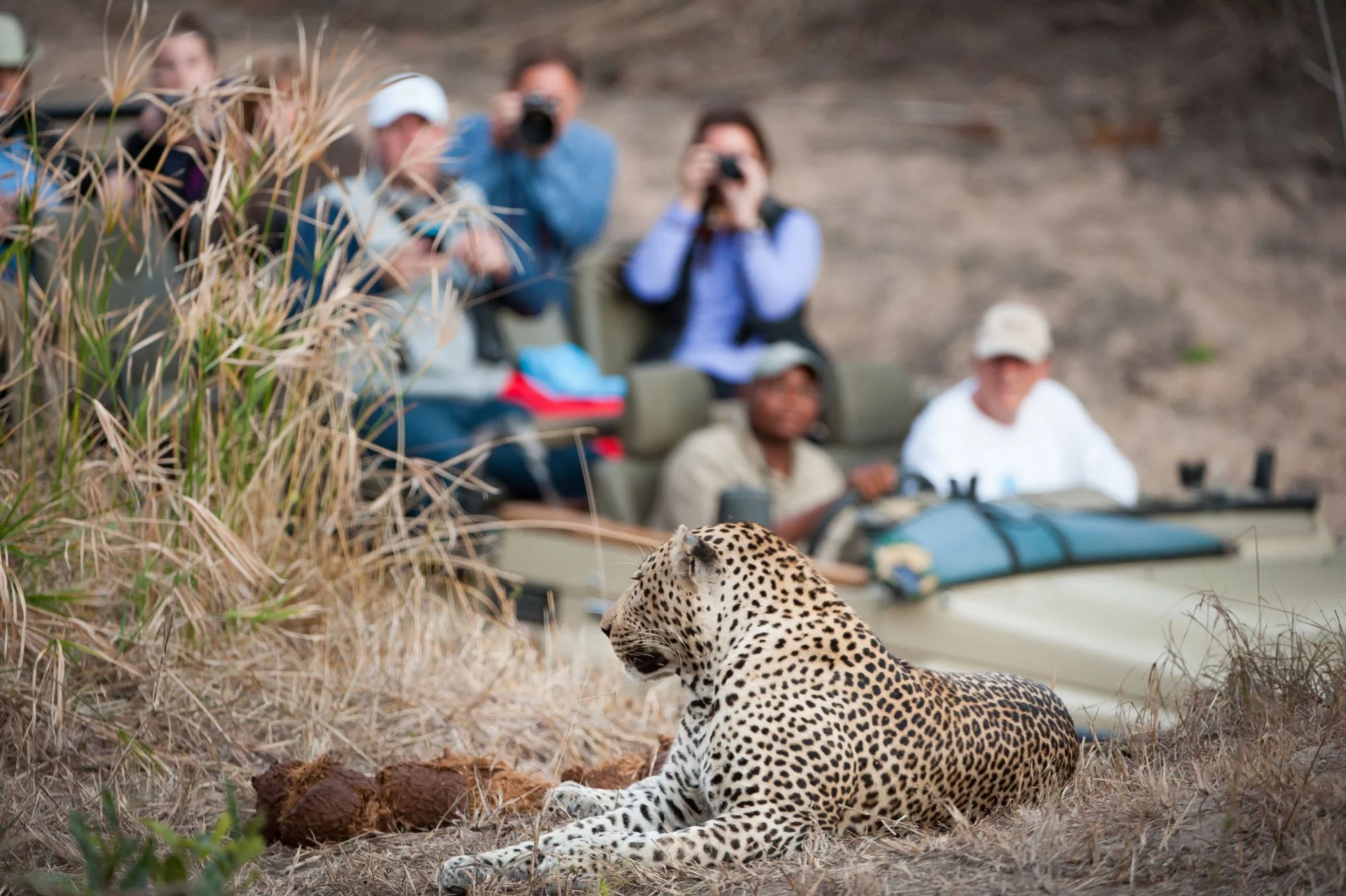 Leopard lying on the ground