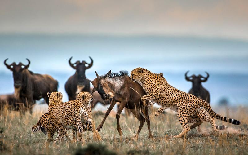 Leopards during Great Migration