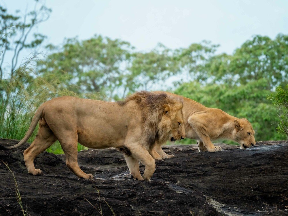 Lion couple walking on a rock