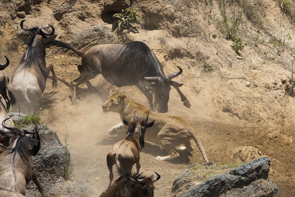 Lion during the Great Migration