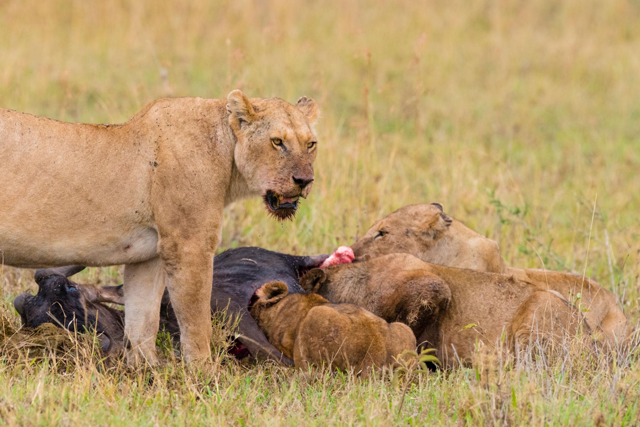 Lion feeding during Great Migration