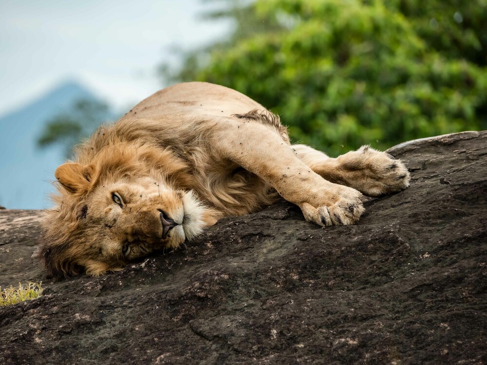 Lion relaxing on a rock