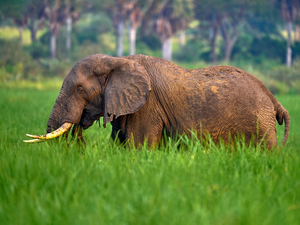 Old elephant in game park