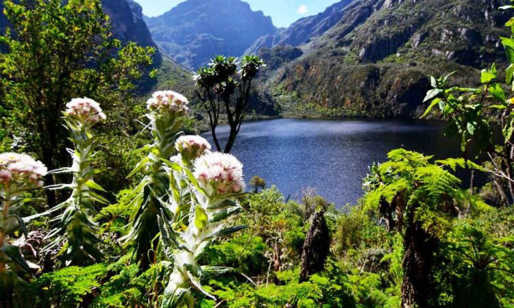 Nature in Rwenzori Mountains National Park