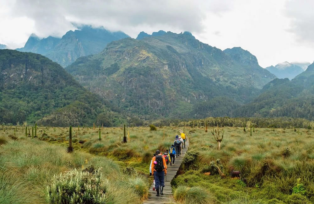 Trekking Mount Rwenzori in Uganda