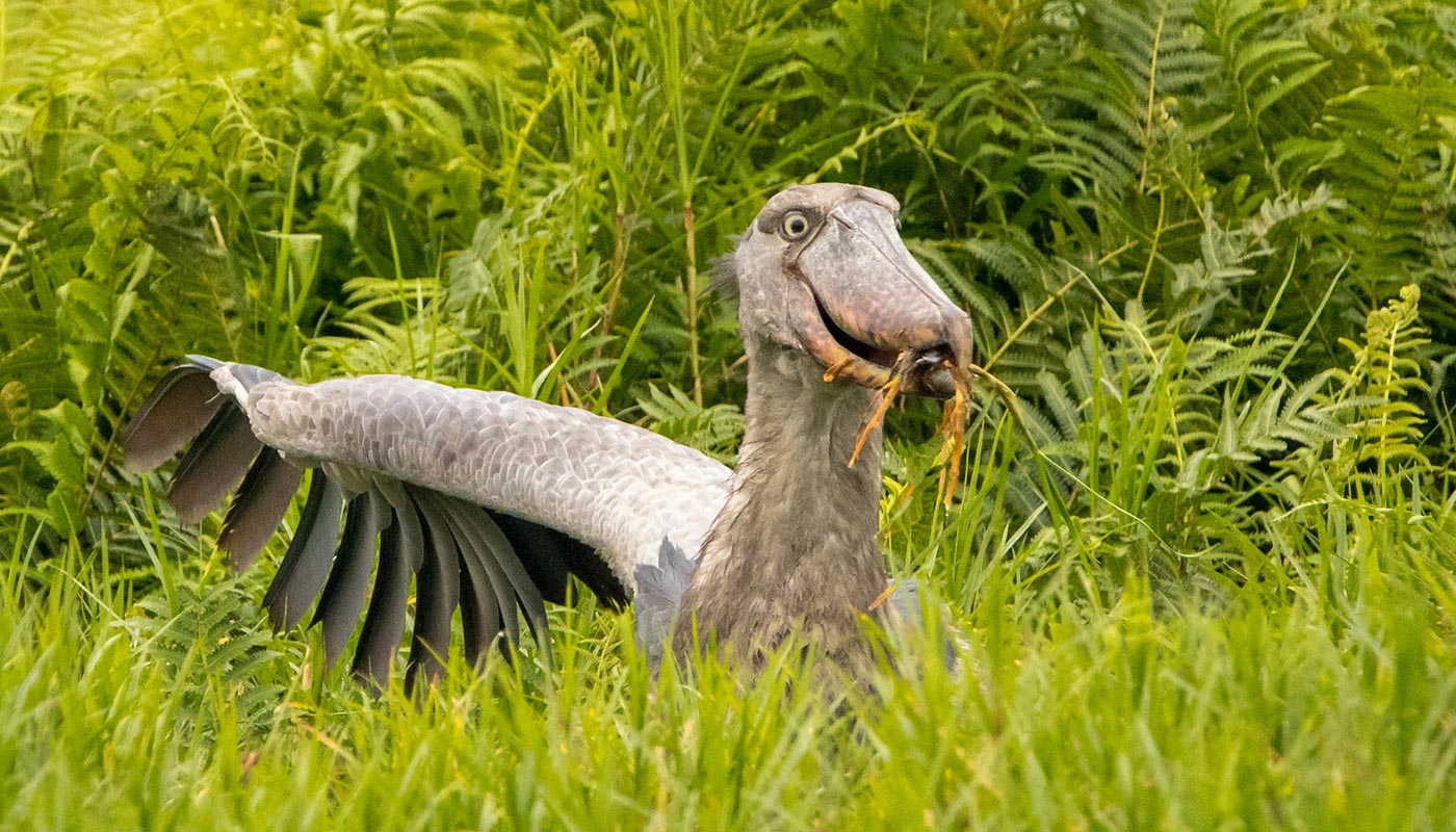 Shoebill stork sighting in Uganda with Boots in the Jungle Safaris