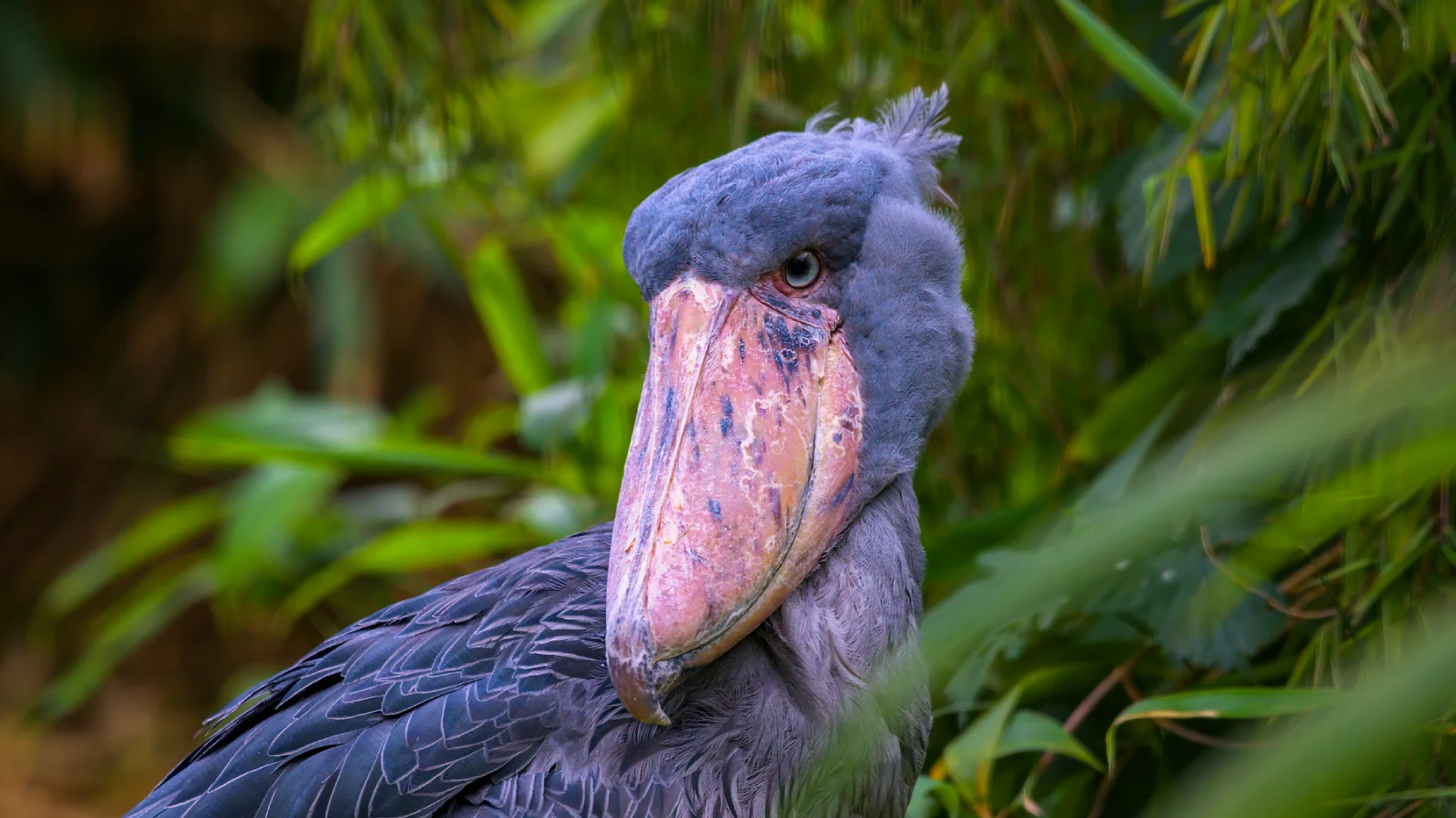 Shoebill trekking experience with Boots in the Jungle Safaris