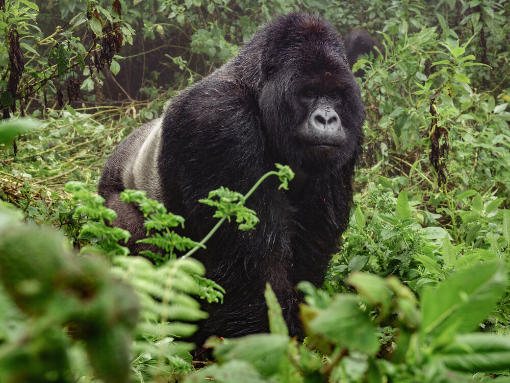 Silverback gorilla in Bwindi