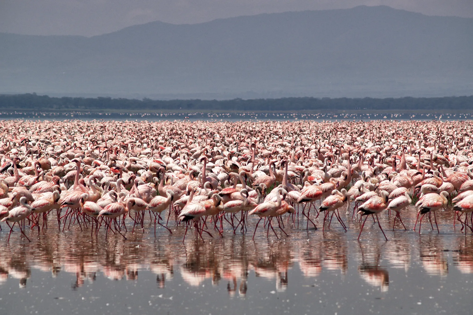 Thousands of flamingos at Lake Nakuru Kenya