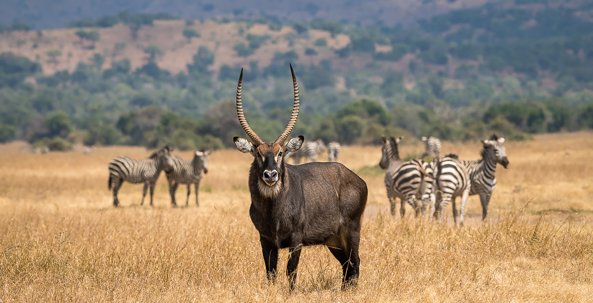 The wild at Akagera National Park