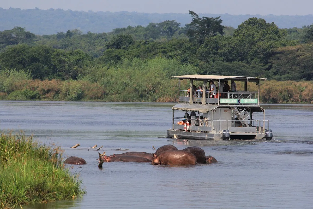 Watching hippos on a boat cruise at Murchison Falls