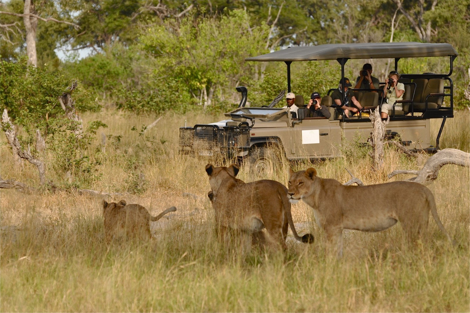 Watching lions on a game drive