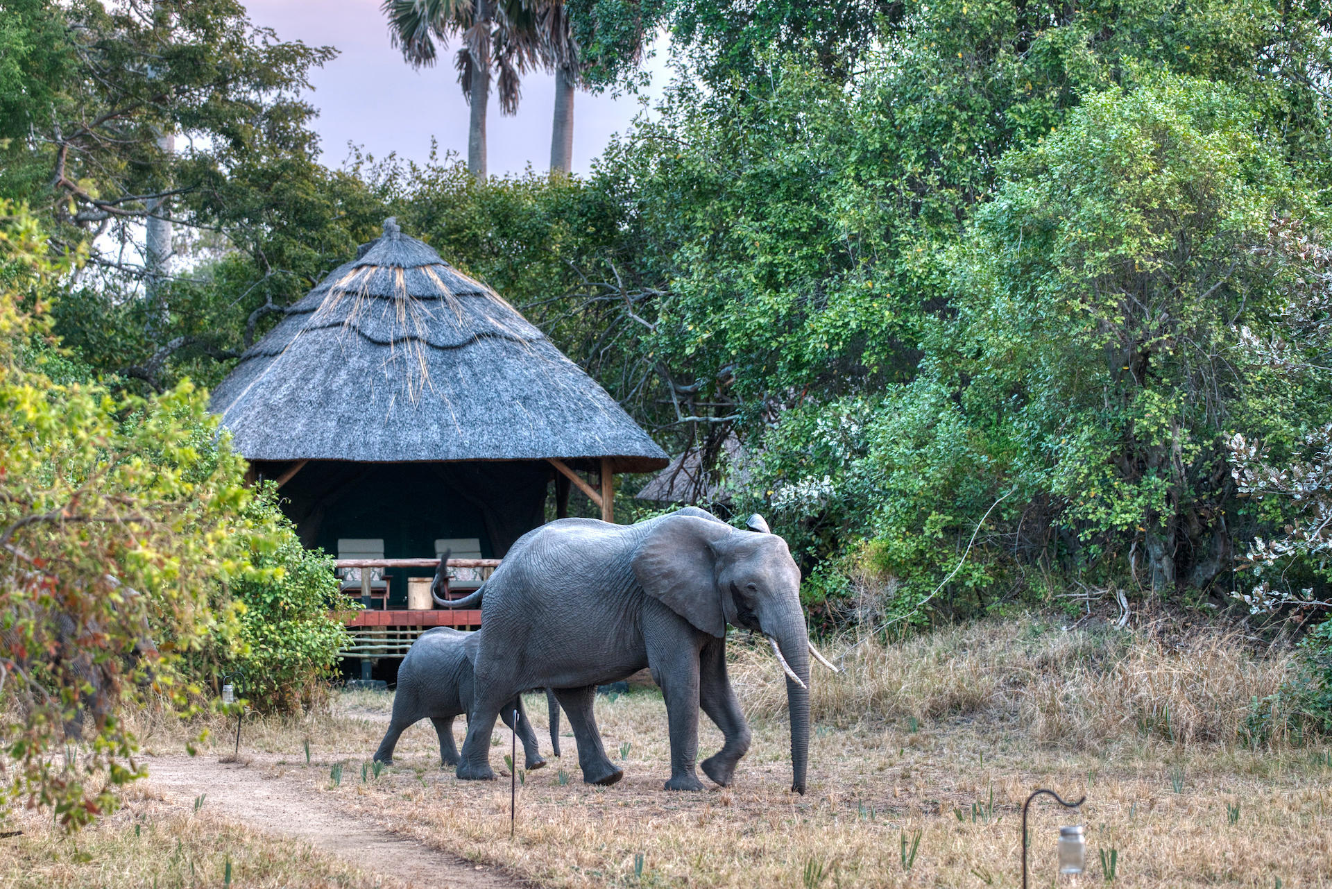 Accommodation in Katavi National Park is designed to provide authentic wilderness experiences while allowing visitors to fully immerse themselves in one of Africa’s most remote and untouched safari destinations. Because of the park’s isolated location and exclusivity, accommodations in Katavi National Park focus on intimate safari experiences, personalized service, comfort, and close connections with nature.
