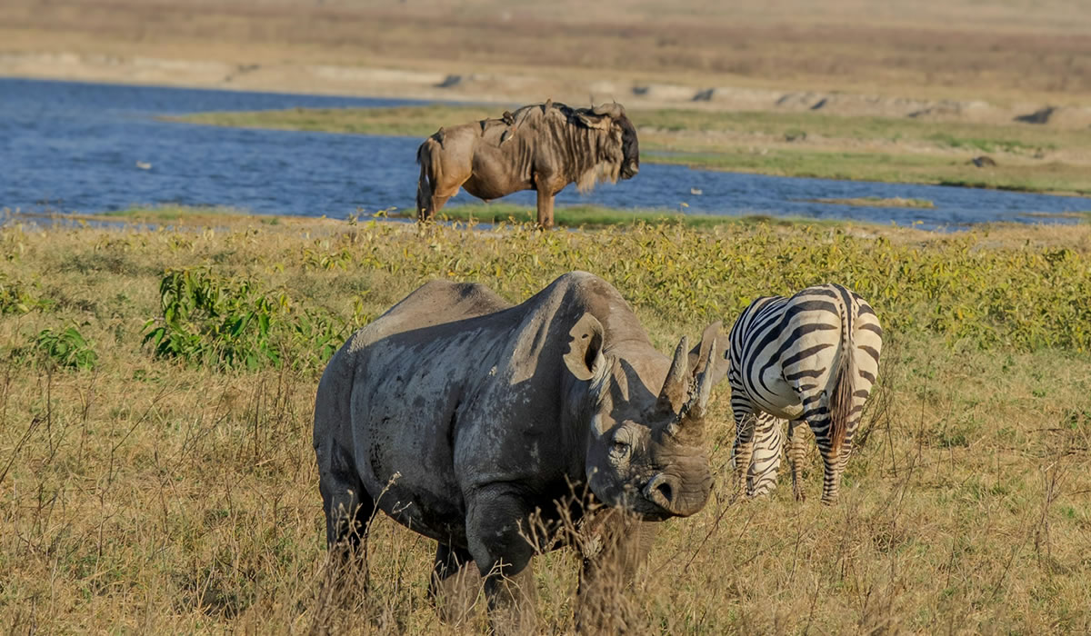 Wildlife in Ngorongoro Conservation Area