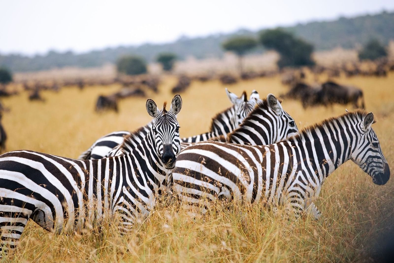 Serengeti Wildlife