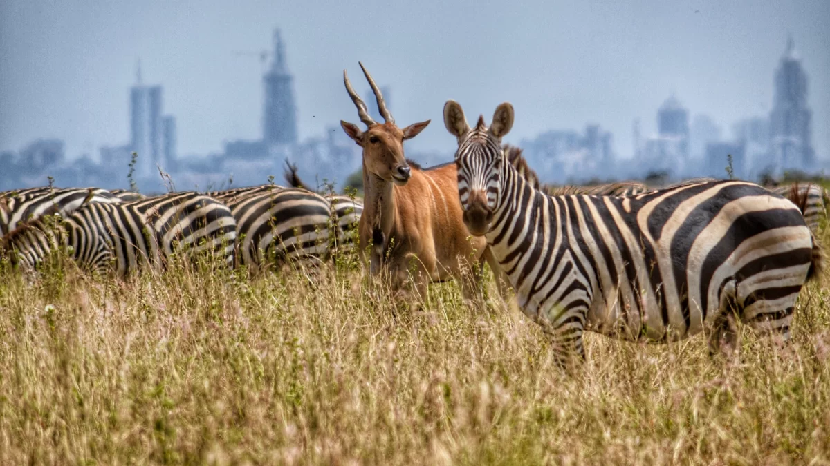 Zebras and kob at Nairobi National Park