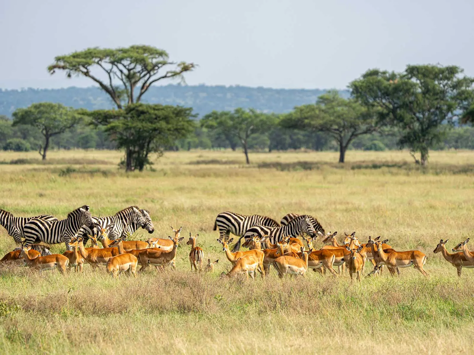 Zebras and kobs in the savannah
