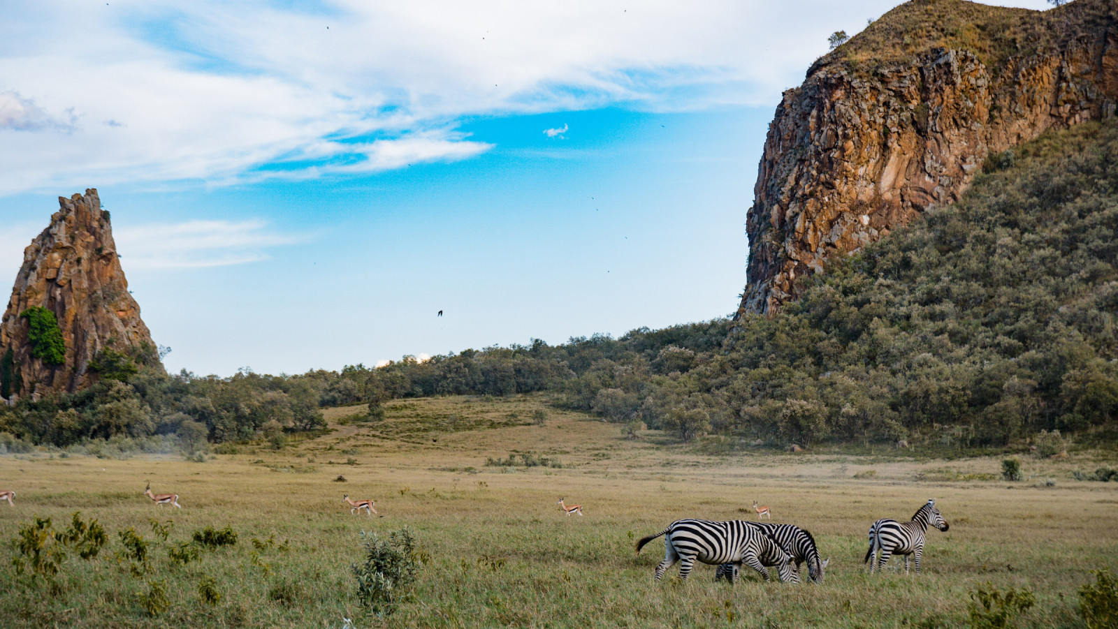 Zebras at Hell's Gate National Park