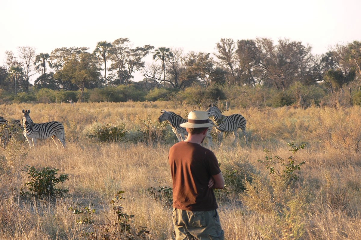 Zebras in a national park