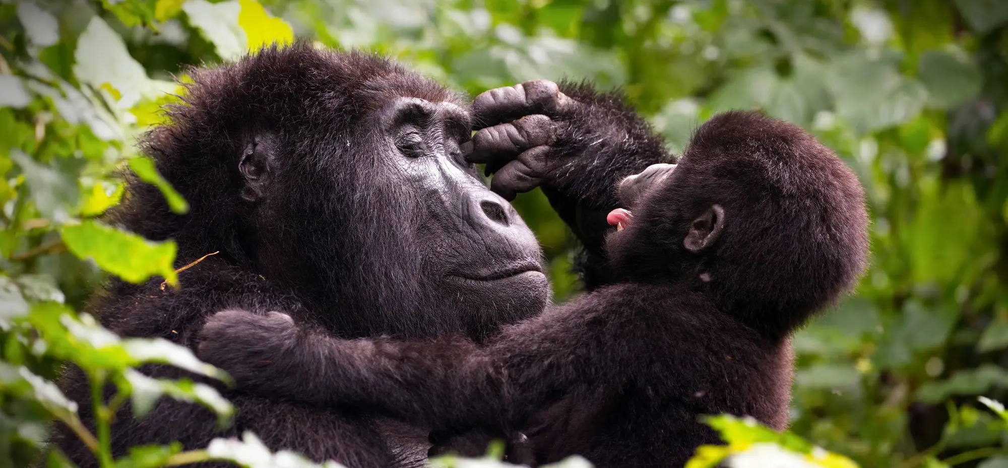 Only visitors aged 15 years and above are permitted to trek mountain gorillas. This regulation exists because younger children may struggle with long hikes, react unpredictably when encountering gorillas, or unintentionally transmit illnesses more easily.
