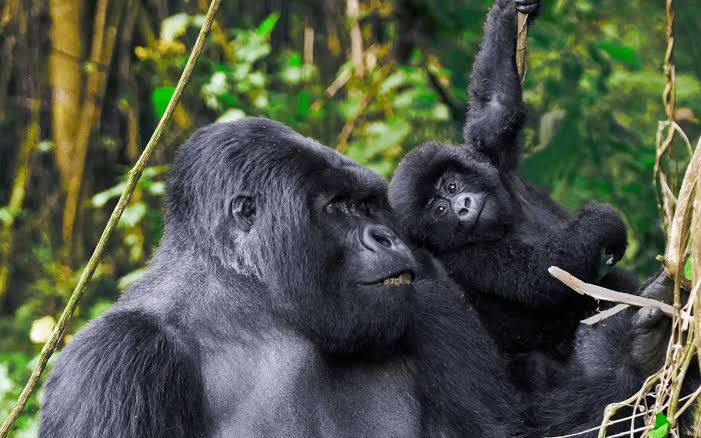 Mountain gorilla mother with her baby in Bwindi Impenetrable National Park during a gorilla trekking safari with Boots in the Jungle Safaris.