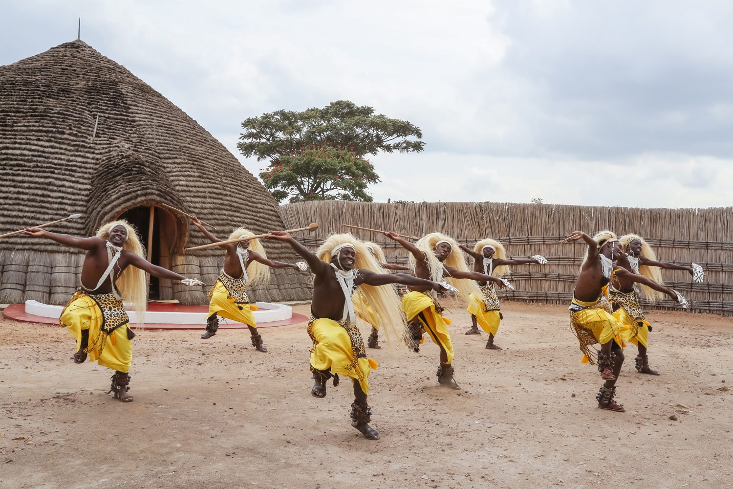 The Intore dance is considered one of Rwanda's most treasured cultural performances and remains a highlight of Rwanda Cultural Tours. Often referred to as the "Dance of Heroes," the performance originated in the ancient royal court, where warriors celebrated victory, courage, and honor through expressive movement.
