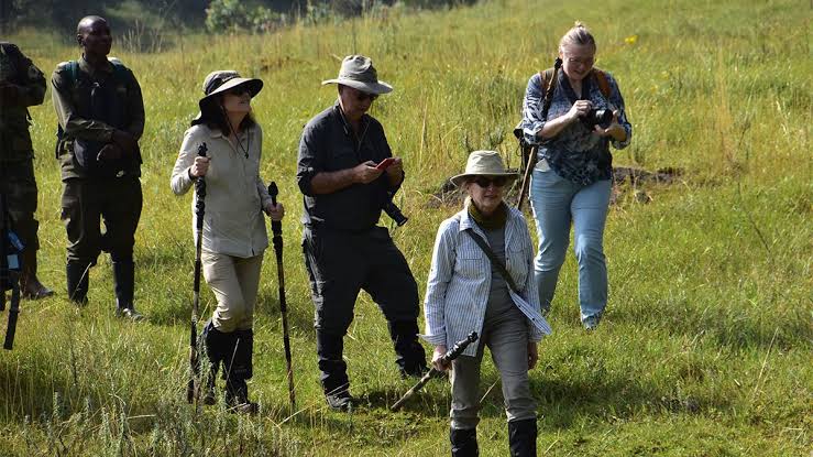 Tourists experiencing gorilla trekking adventure in the rainforest