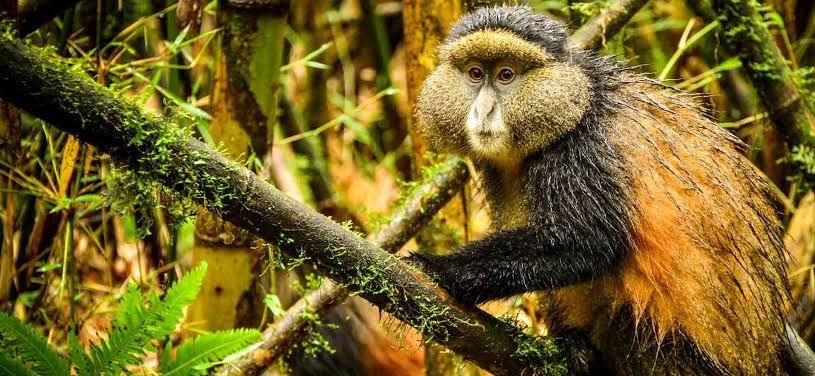 Golden monkey after a heavy rain in Mgahinga forest