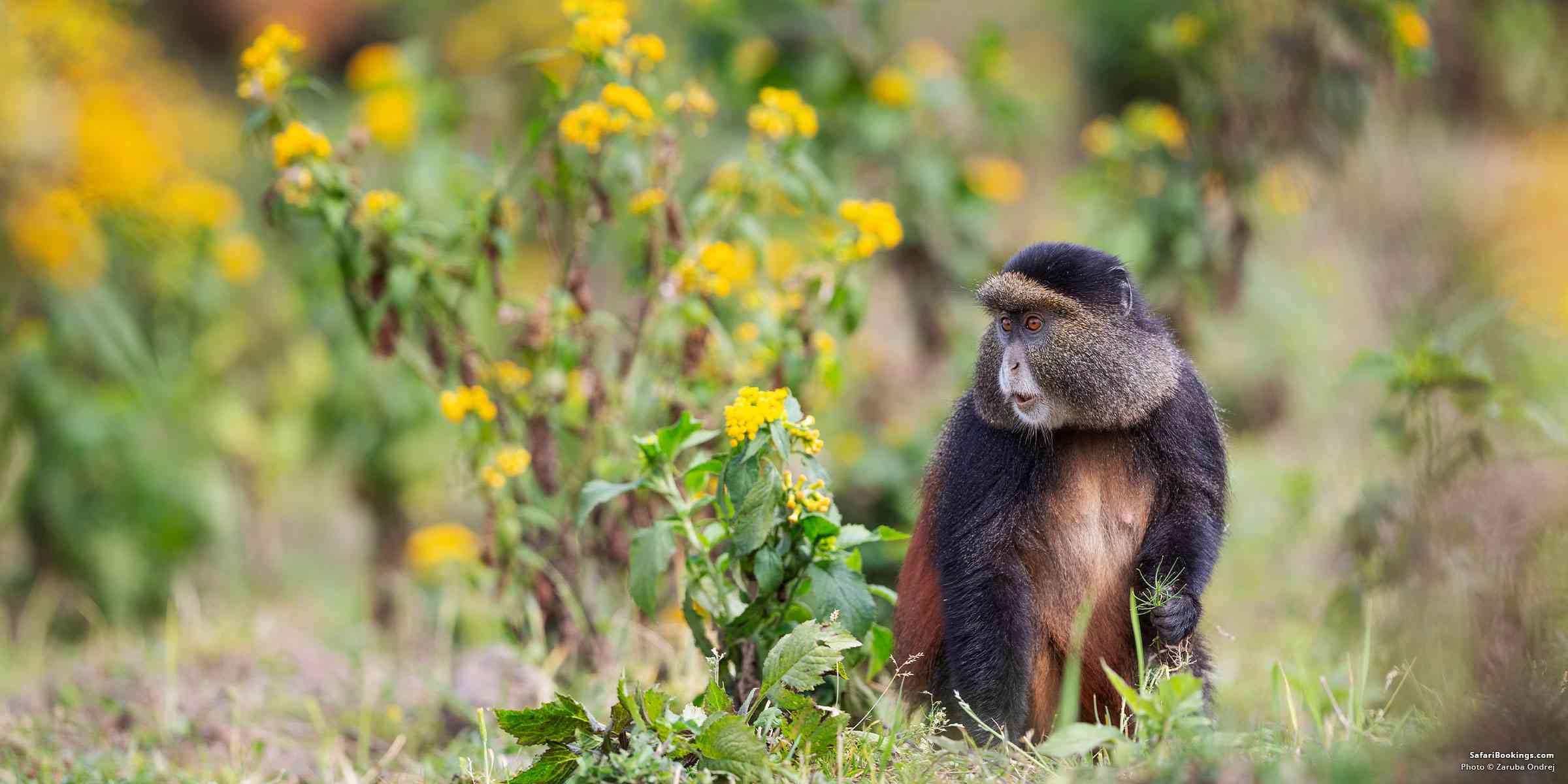 One of the main reasons to choose Golden Monkey Trekking is the opportunity to observe a rare primate that lives within a limited mountain ecosystem. Golden monkeys are associated with the Virunga region, where bamboo forests provide food, shelter, and suitable conditions for their survival.
